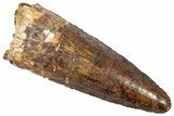 Fossil Spinosaurus Tooth - Real Dinosaur Tooth #305853-1